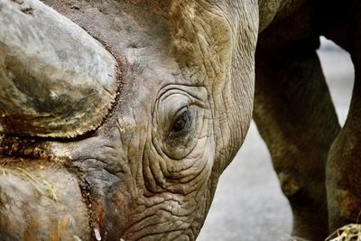 Close-up of rhino