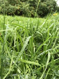 Close-up of wet grass on field