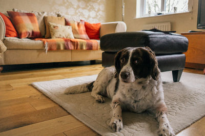 Dog relaxing on sofa at home