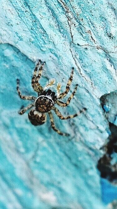 animal themes, animal, animals in the wild, animal wildlife, insect, invertebrate, close-up, arachnid, one animal, spider, arthropod, day, no people, outdoors, nature, selective focus, zoology, textured, jumping spider, rock, turquoise colored