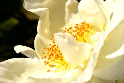 Close-up of white rose flower