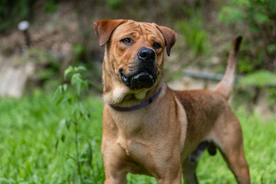 Portrait of dog sticking out tongue on field