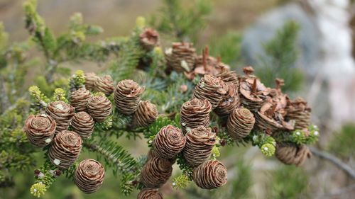 Close-up of pine cones