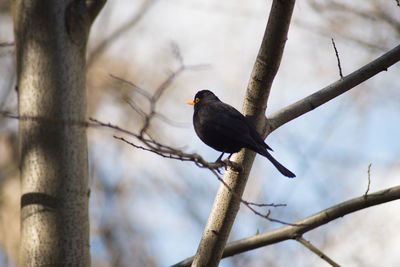 Bird perching on tree trunk