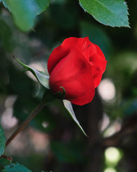 Close-up of red rose