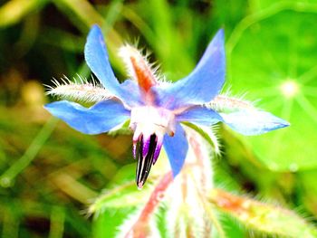 Close-up of butterfly on plant