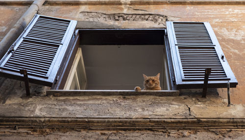 Cat on window of building