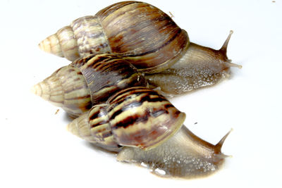 Close-up of snail against white background