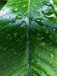 Full frame shot of raindrops on leaves