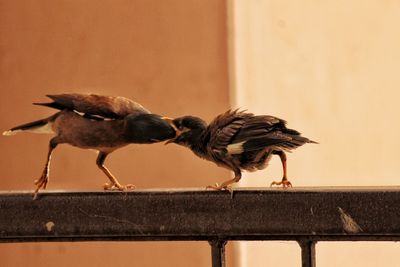 Birds perching on railing