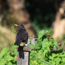 Close-up of bird perching on wooden post