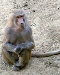 Close-up of monkey sitting outdoors