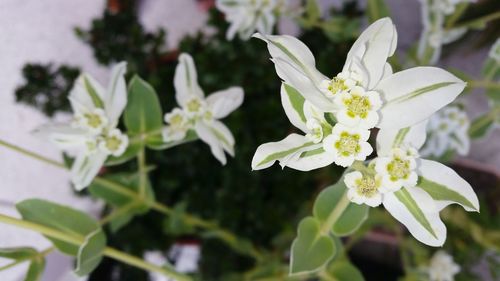 Close-up of white flowers