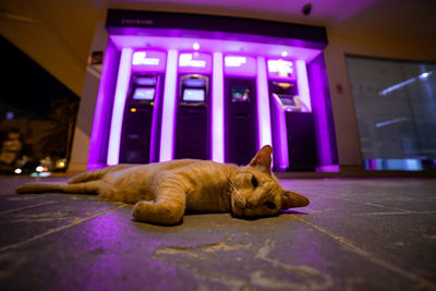 View of a cat lying down on floor at night