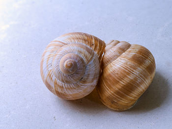 Close-up of snail