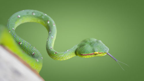 Close-up of snake on green leaf