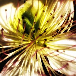 Close-up of flower blooming outdoors