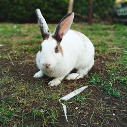 Beautiful rabbit 