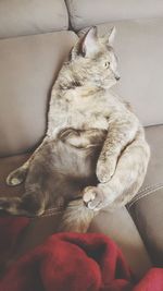 Cat sleeping on sofa