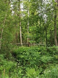 Trees in forest