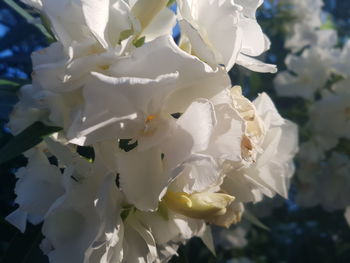 Close-up of white cherry blossom