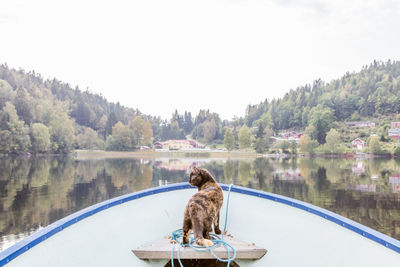 Cat in boat on lake against trees