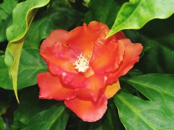 Close-up of flower blooming outdoors