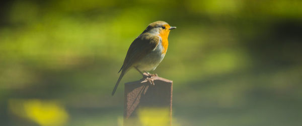 Close-up of bird perching on white background