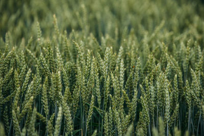 Close-up of stalks in field