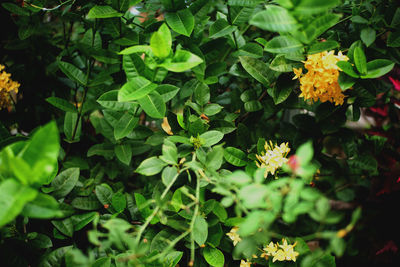 High angle view of flowering plants