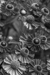 Close-up of flowering plants