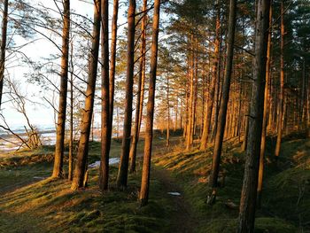 Trees in forest