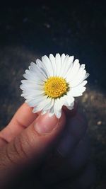 Close-up of cropped hand holding daisy