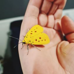 Close-up of butterfly on hand