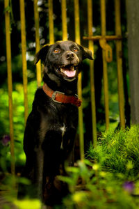 Portrait of a black dog  in outdoor