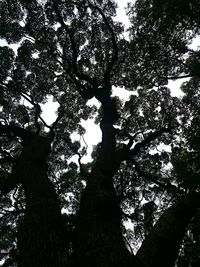 Low angle view of trees