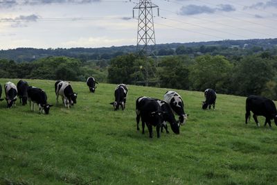 Cows grazing in a field