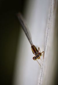 Close-up of insect