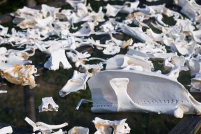 High angle view of stingrays bones drying on net