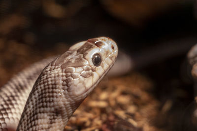 Close-up of lizard in zoo