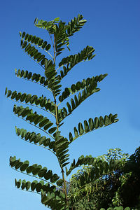 Low angle view of coconut palm tree against clear blue sky