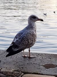 Close-up of seagull perching on a lake