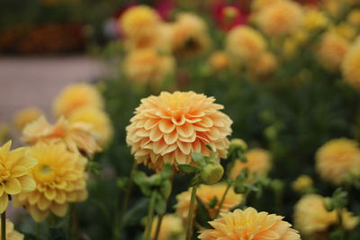 Close-up of yellow flowering plants