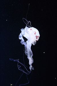 Close-up of jellyfish against black background