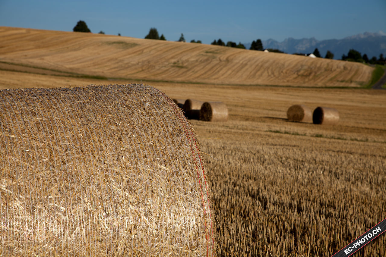 SCENIC VIEW OF RURAL LANDSCAPE