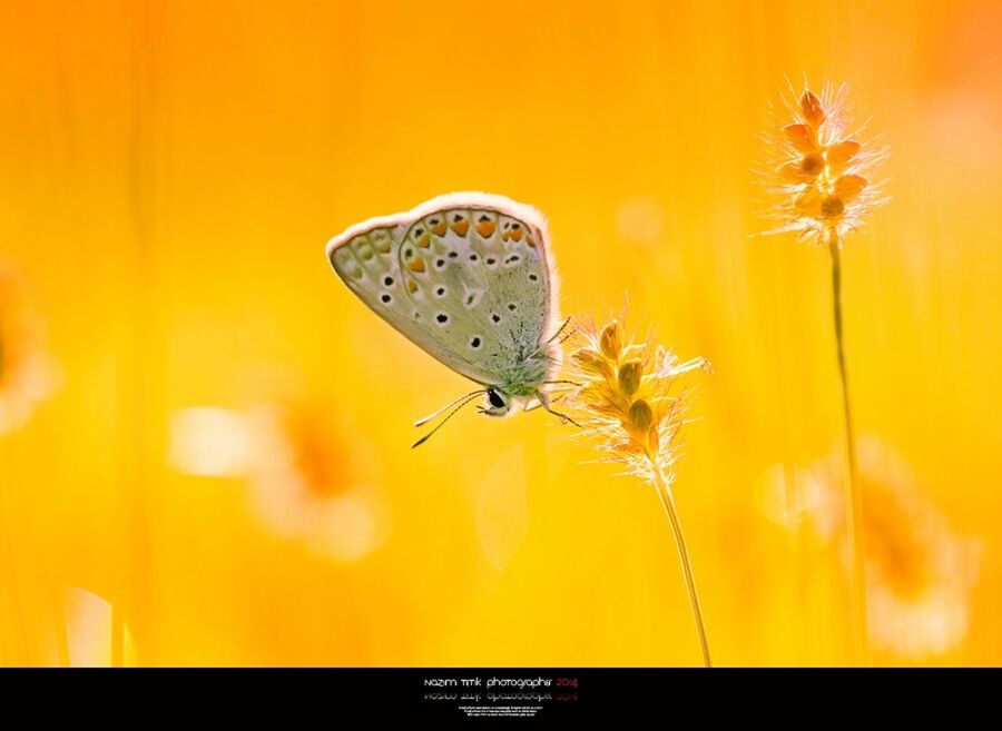 one animal, animals in the wild, animal themes, insect, wildlife, yellow, flying, focus on foreground, flower, close-up, nature, beauty in nature, no people, outdoors, butterfly, fragility, mid-air, selective focus, zoology, spread wings