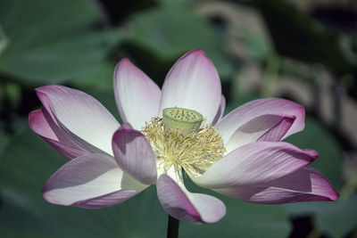 Close-up of pink lotus water lily