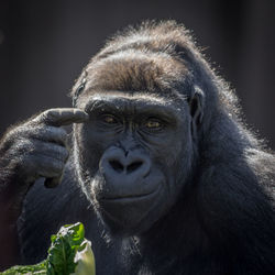 Close-up portrait of monkey