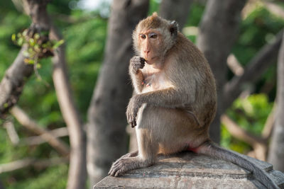 Monkey sitting on tree