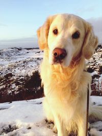 Close-up portrait of a dog on snow